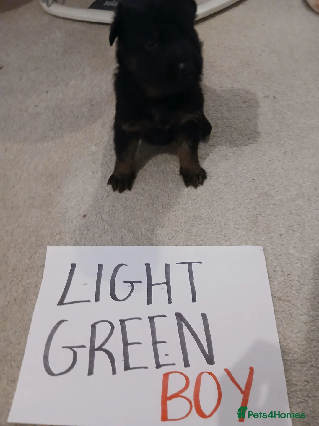 German Shepherd dogs for sale: Amazing german shepherd pups - Advert 16