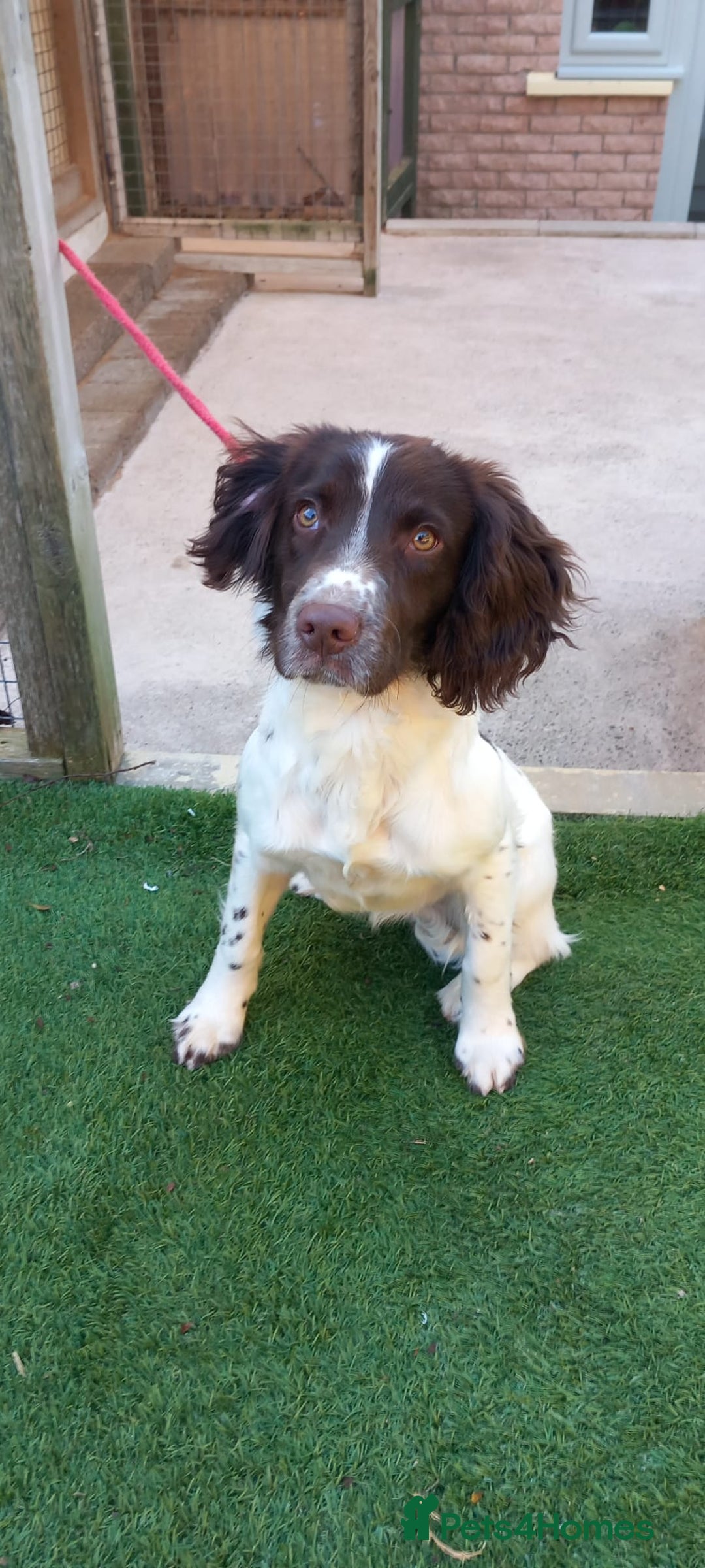 English Springer Spaniel dogs for sale: English springer spaniel bitch - Advert 3
