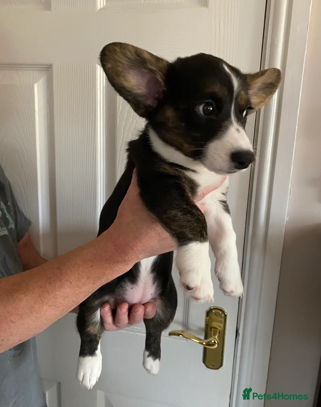 Welsh Corgi Cardigan dogs for sale: WELSH CARDIGAN CORGI GIRLS READY NOW - Advert 27