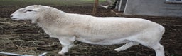 Sheep livestock for sale: Easycare Ram - Advert 2