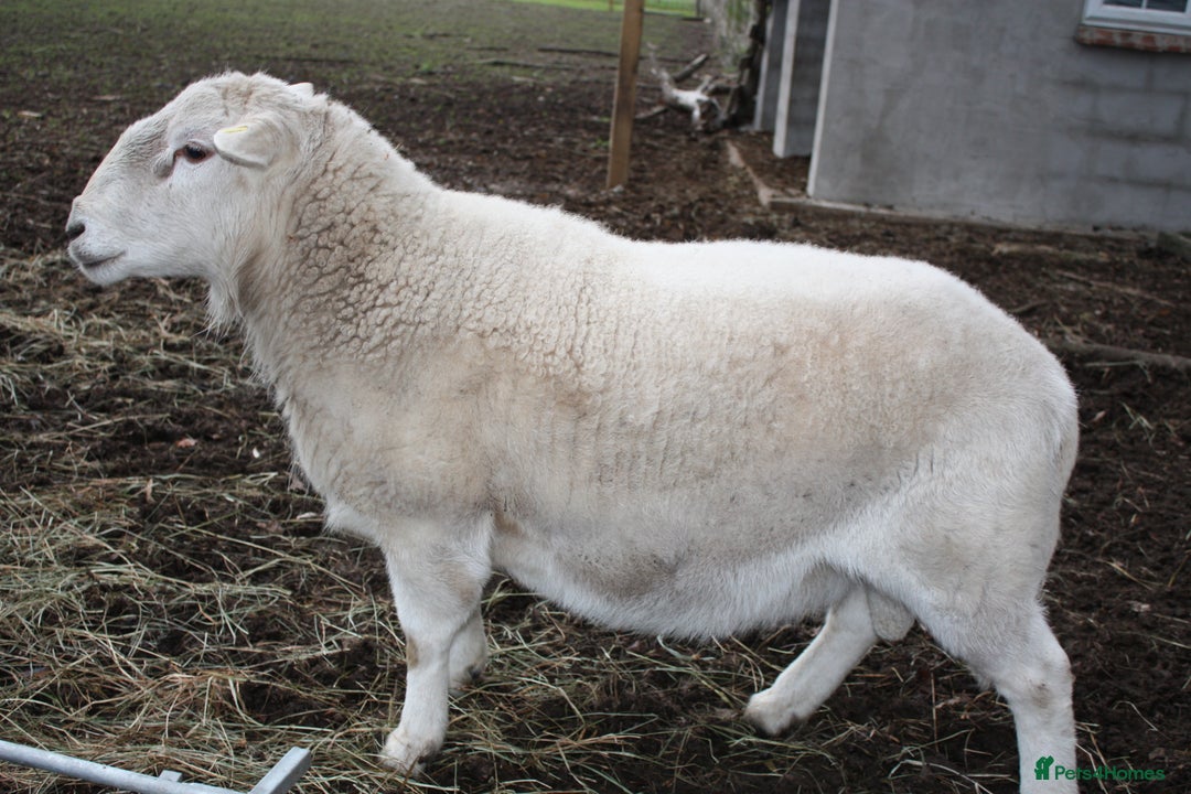 Sheep livestock for sale: Easycare Ram - Advert 2