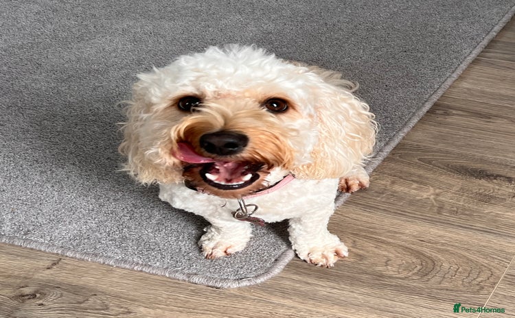 Cockapoo dogs - Advert 2