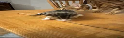 Mixed Breed cats for sale: 🐾 3 Beautiful Bengal Mix Kittens - Advert 6