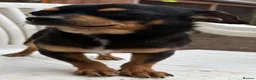 Chihuahua dogs for sale: Chihuahua puppies for sale - Advert 19