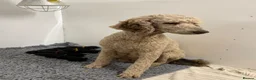 Goldendoodle dogs for sale: F1 Standard Goldendoodle Boy Ready Now  - Advert 3