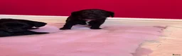 Cockapoo dogs for sale: F2 cockapoos  - Advert 11
