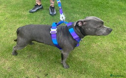 Staffordshire Bull Terrier dogs for stud: KC Registered Blue Staff Stud Price includes A.I  in Liverpool - Image 11