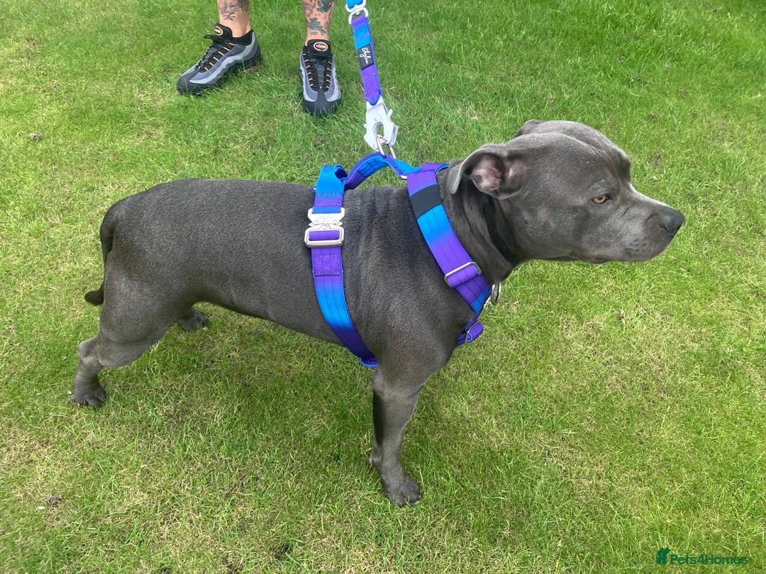Staffordshire Bull Terrier dogs for stud: KC Registered Blue Staff Stud Price includes A.I  in Liverpool - Image 11