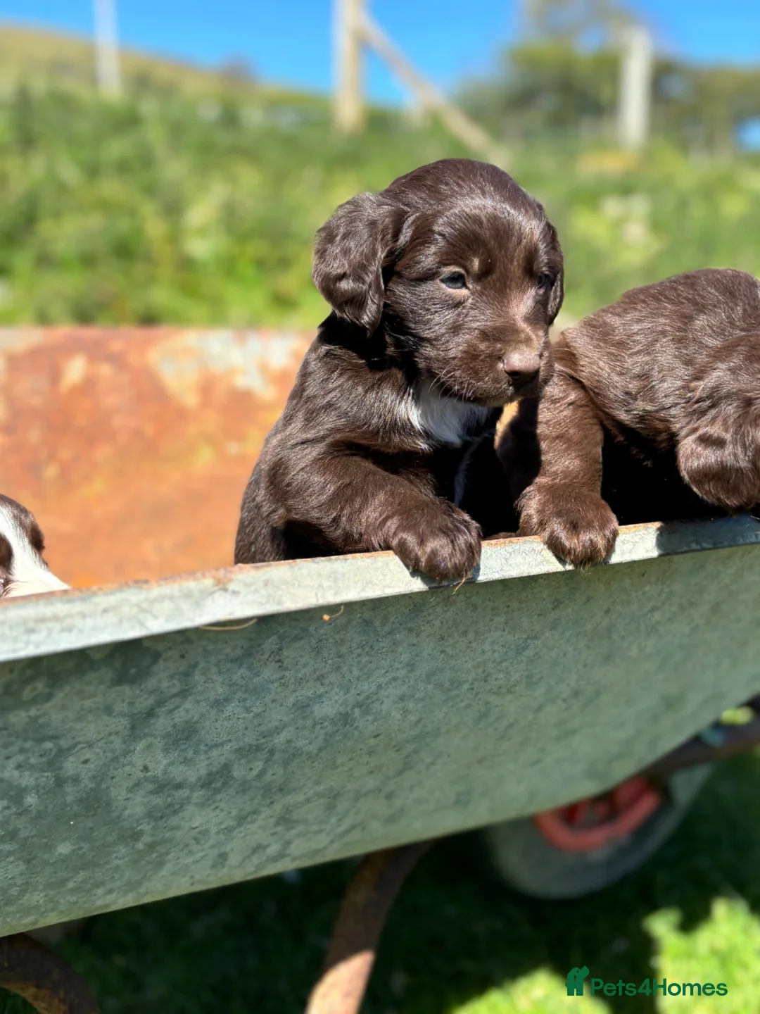 Mixed Breed dogs for sale:  Spaniel x collie pups  - Advert 1