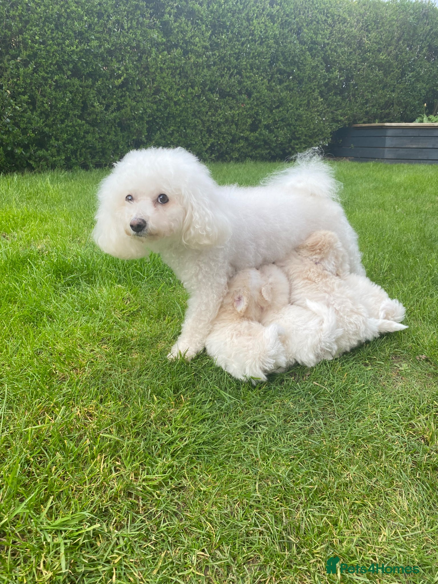 Bichon Frise dogs Beautiful Bichon Puppies – 3 Girls & 2 Boys - Advert 1