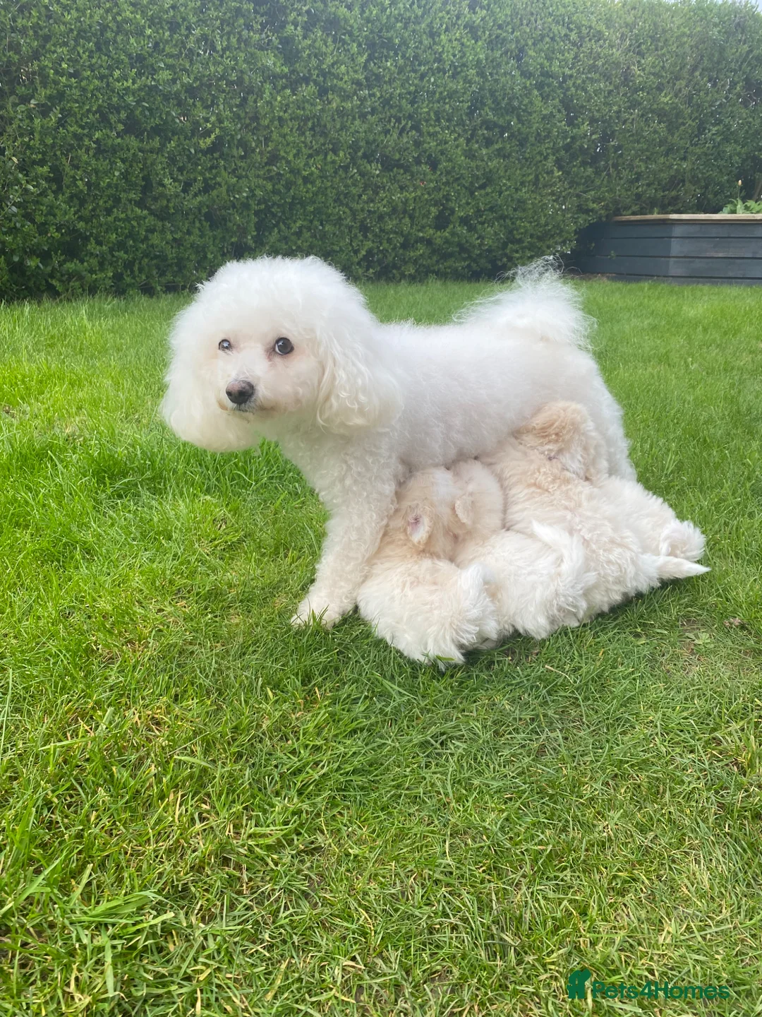 Bichon Frise dogs for sale: Beautiful Bichon Puppies – 3 Girls & 2 Boys in Taunton - Advert 1