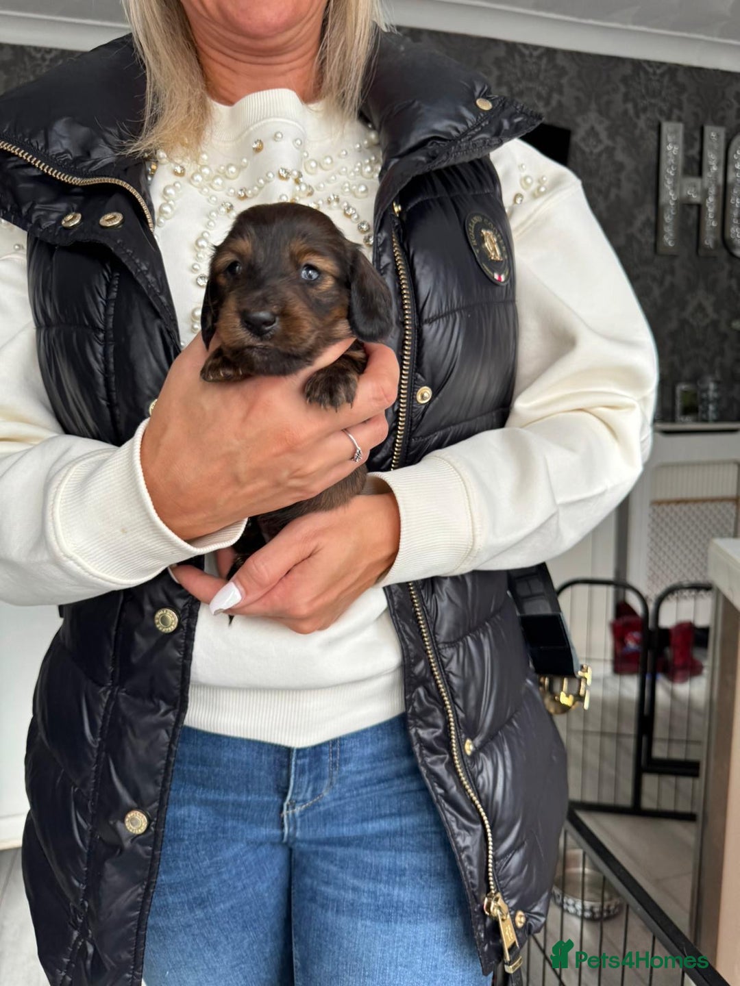 Miniature Dachshund dogs for sale: Miniature long-haired dachshunds - Image 21