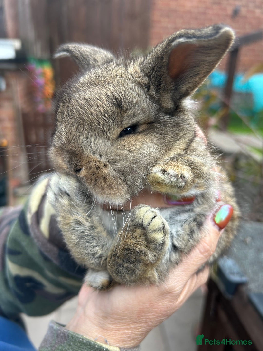 French Lop rabbits for sale: Pure French lop baby bunnies for sale  - Image 1