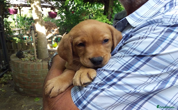 Labrador Retriever dogs - Advert 4