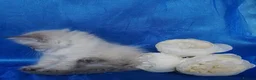 Siberian cats for sale: Siberian Kittens For Sale  - Advert 13