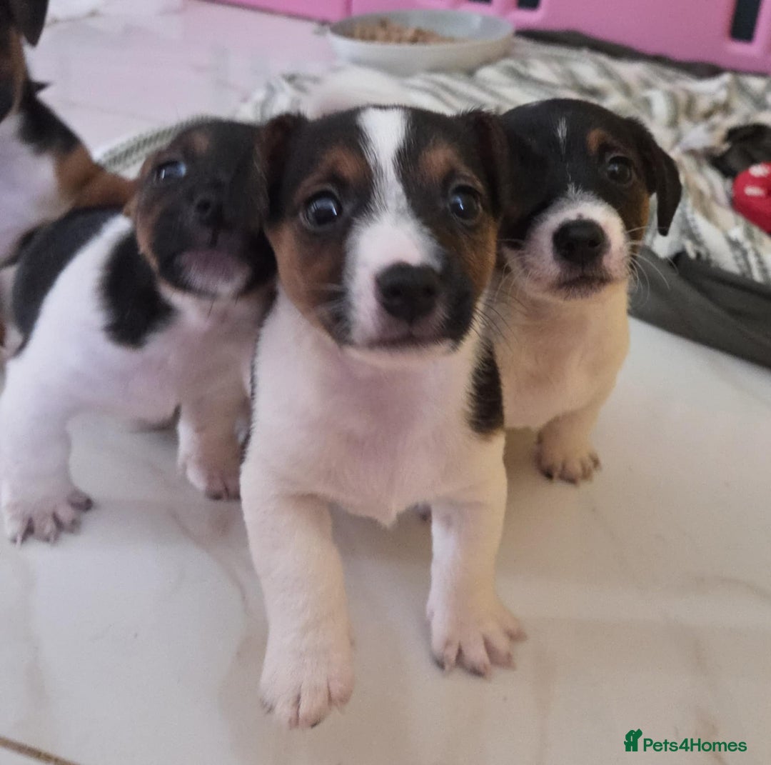 Jack Russell dogs for sale: Jack Russell pups - Image 25