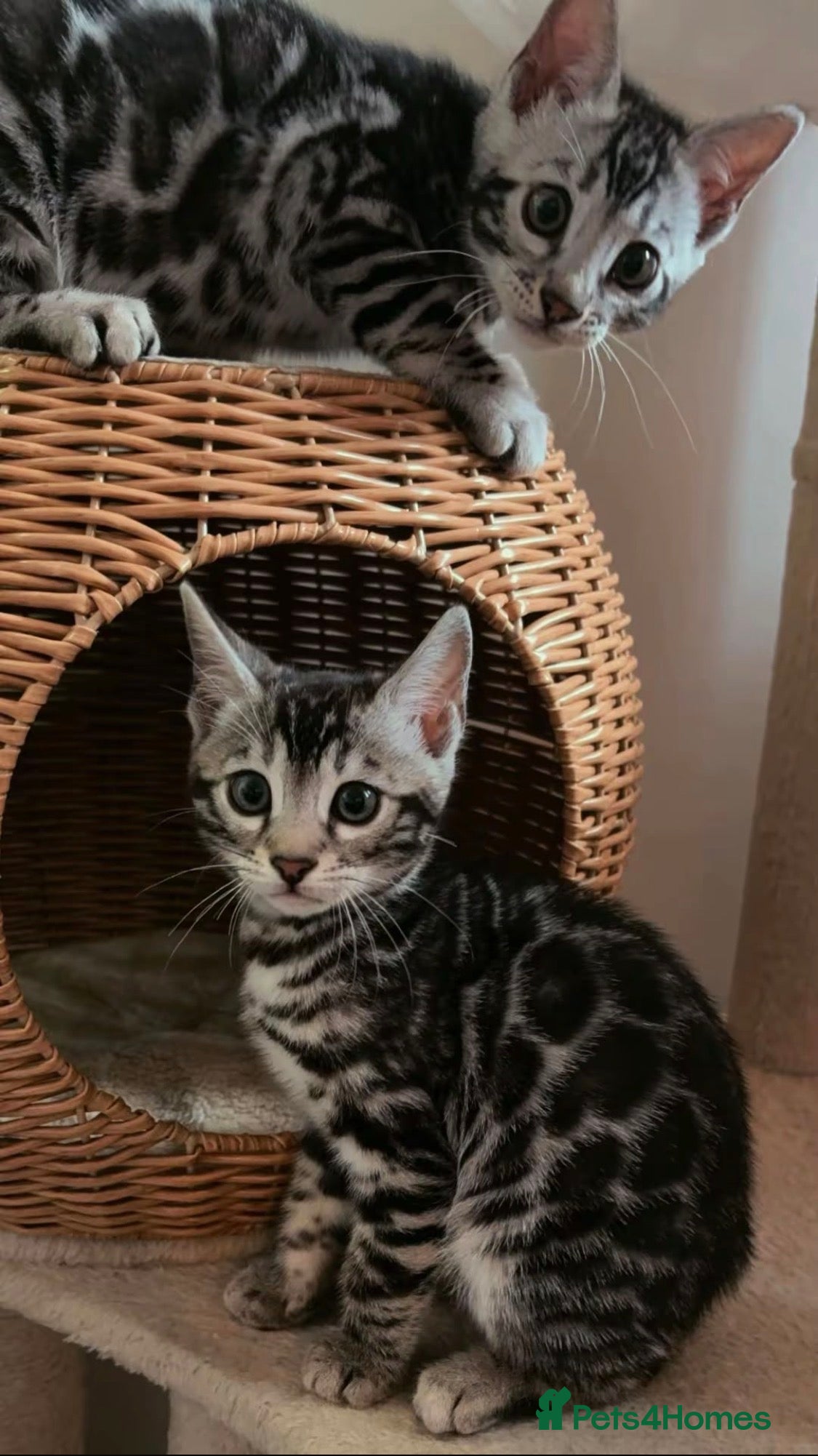 Bengal cats     🏆 Champion-Bred Silver Bengal Kitten - Advert 6