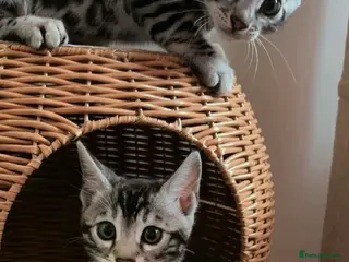 Bengal cats 🏆 Champion-Bred Silver Bengal Kitten - Advert 6