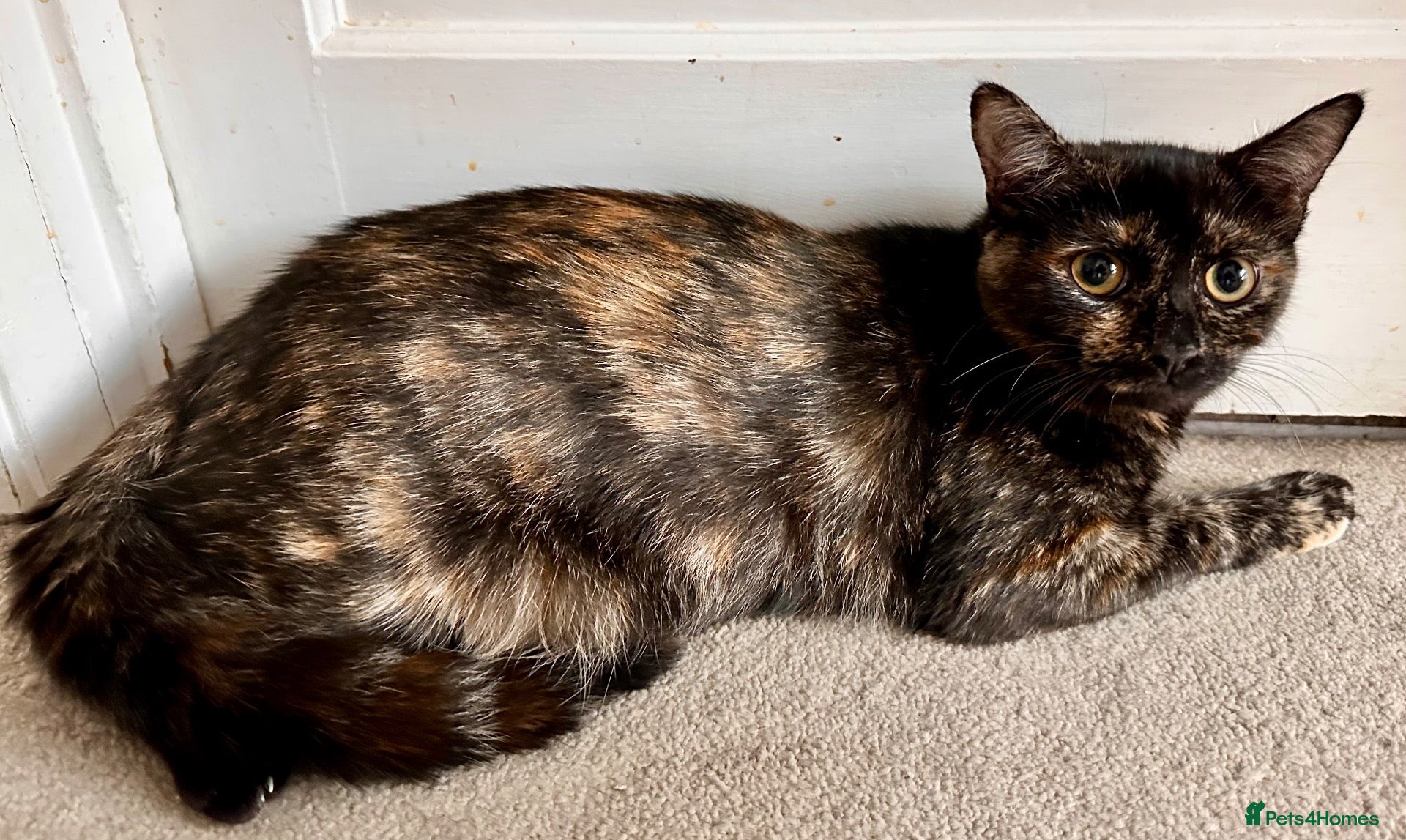 Mixed Breed cats Adorable tortie kitty looking for a new owner - Advert 1
