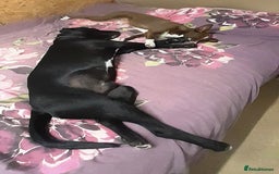 Mixed Breed dogs for adoption: SHEAMUS - a handsome boy for an experienced Owner - Image 35