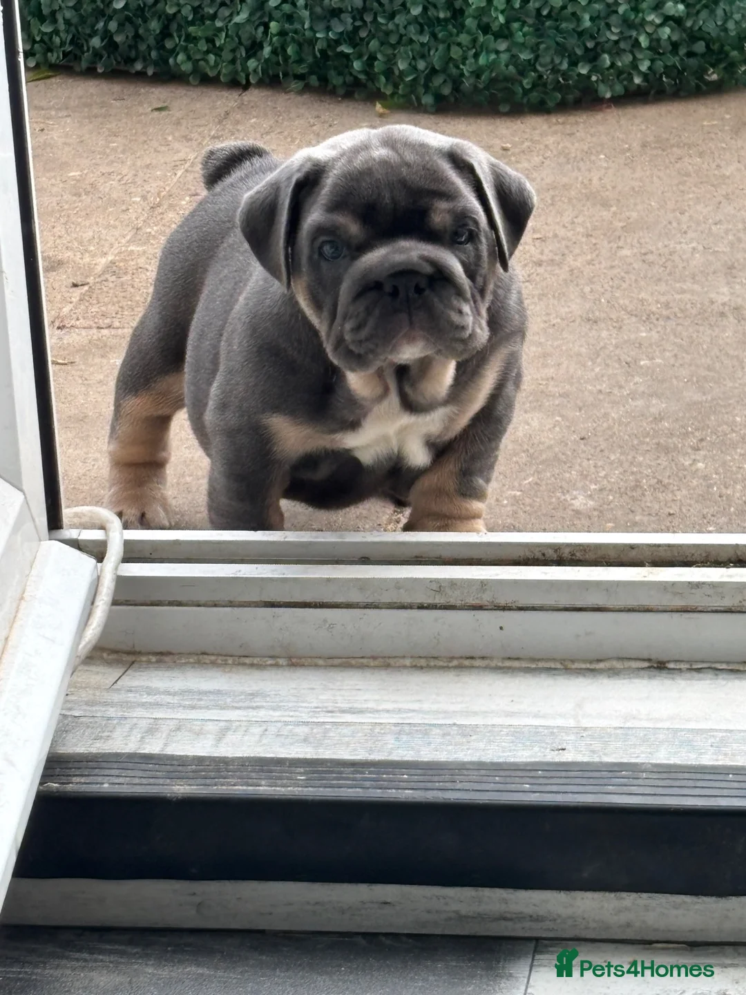 English Bulldog dogs for sale: Female English bulldog  - Advert 2