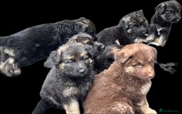 German Shepherd dogs for sale: Beautiful German Shepherd Puppies  - Image 14