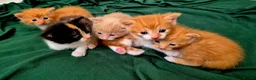 Mixed Breed cats for sale: Beautiful Playful Ginger & Tri-Colour Kittens 🐾 - Advert 15