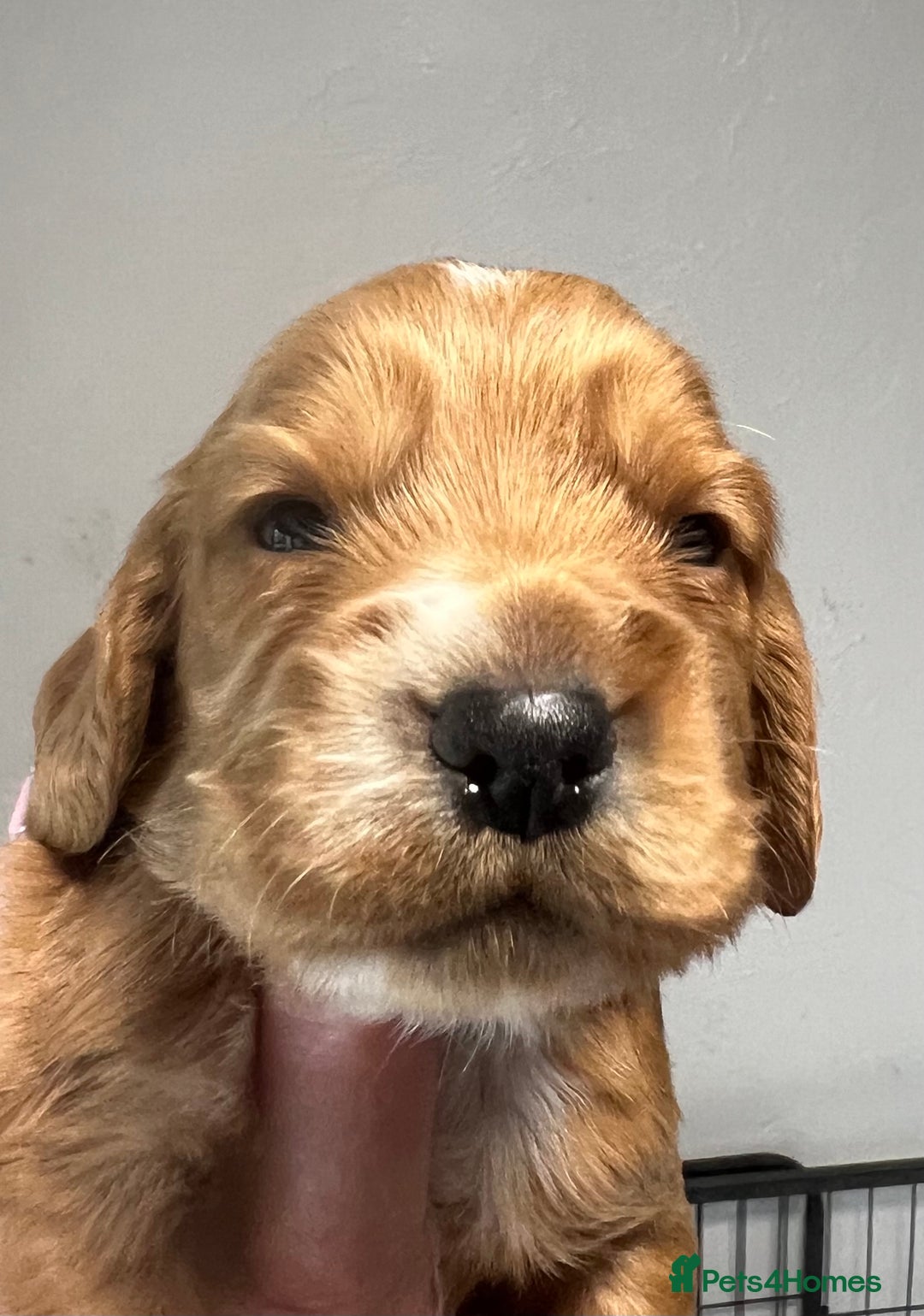 Cocker Spaniel dogs for sale: KC COCKER PUPS TRI BLACK TAN WHITE RED HEALTH TEST - Image 13