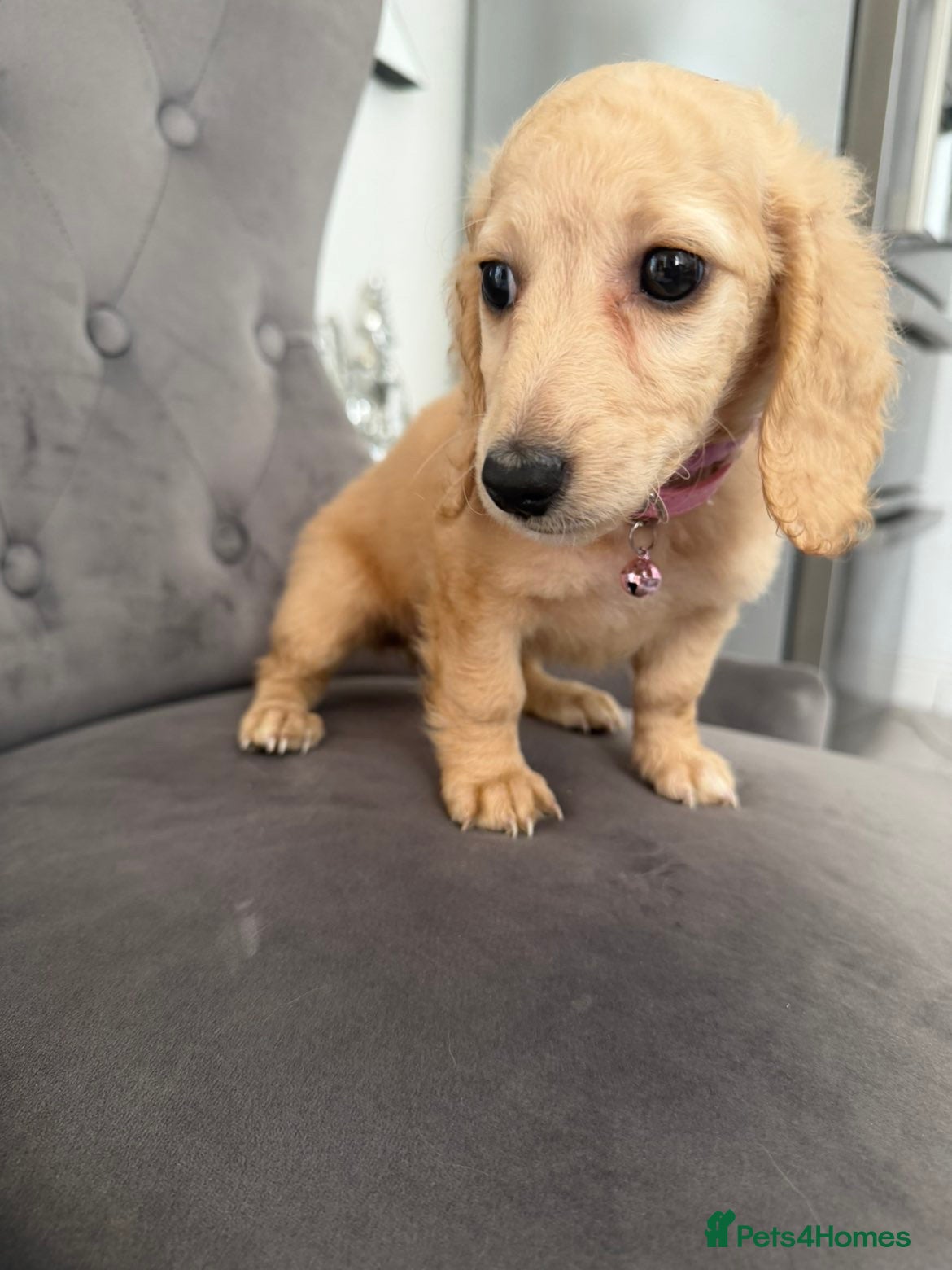 Dachshund dogs for sale: Two beautiful long haired mini dachshund puppies - Advert 3