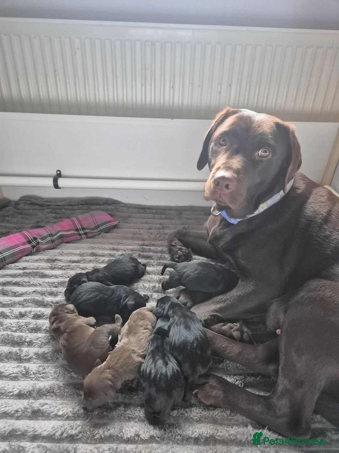Labrador Retriever dogs for sale: Lovely KC Registered Labrador Puppies  in Nottingham - Advert 2