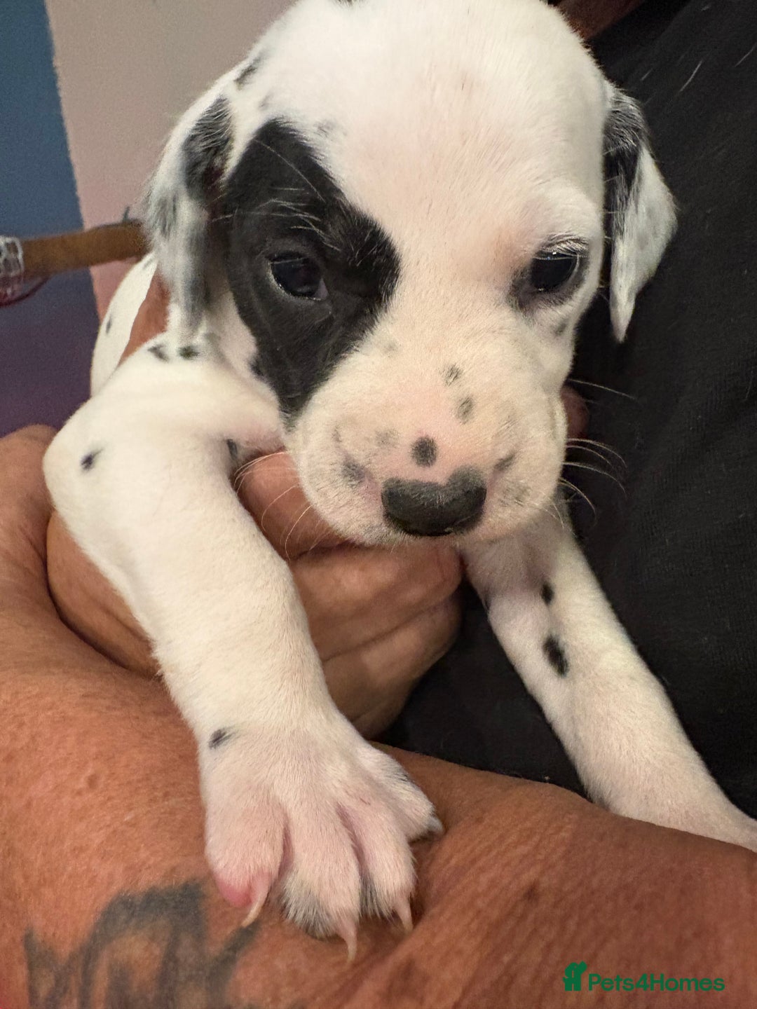 Dalmatian dogs for sale: The most beautiful beautiful Dalmatian puppies  - Advert 23