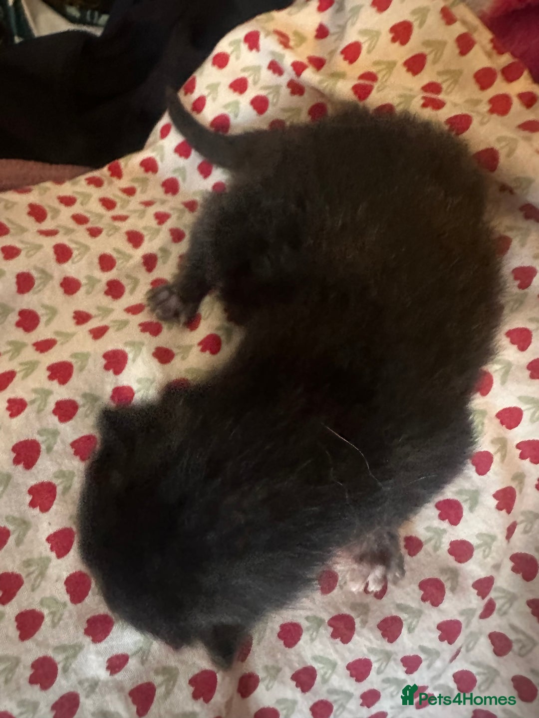 Mixed Breed cats for sale: X 3 Mixed tabby kittens - Advert 5