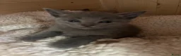 Russian Blue cats for sale: Tica registered kittens - Advert 4