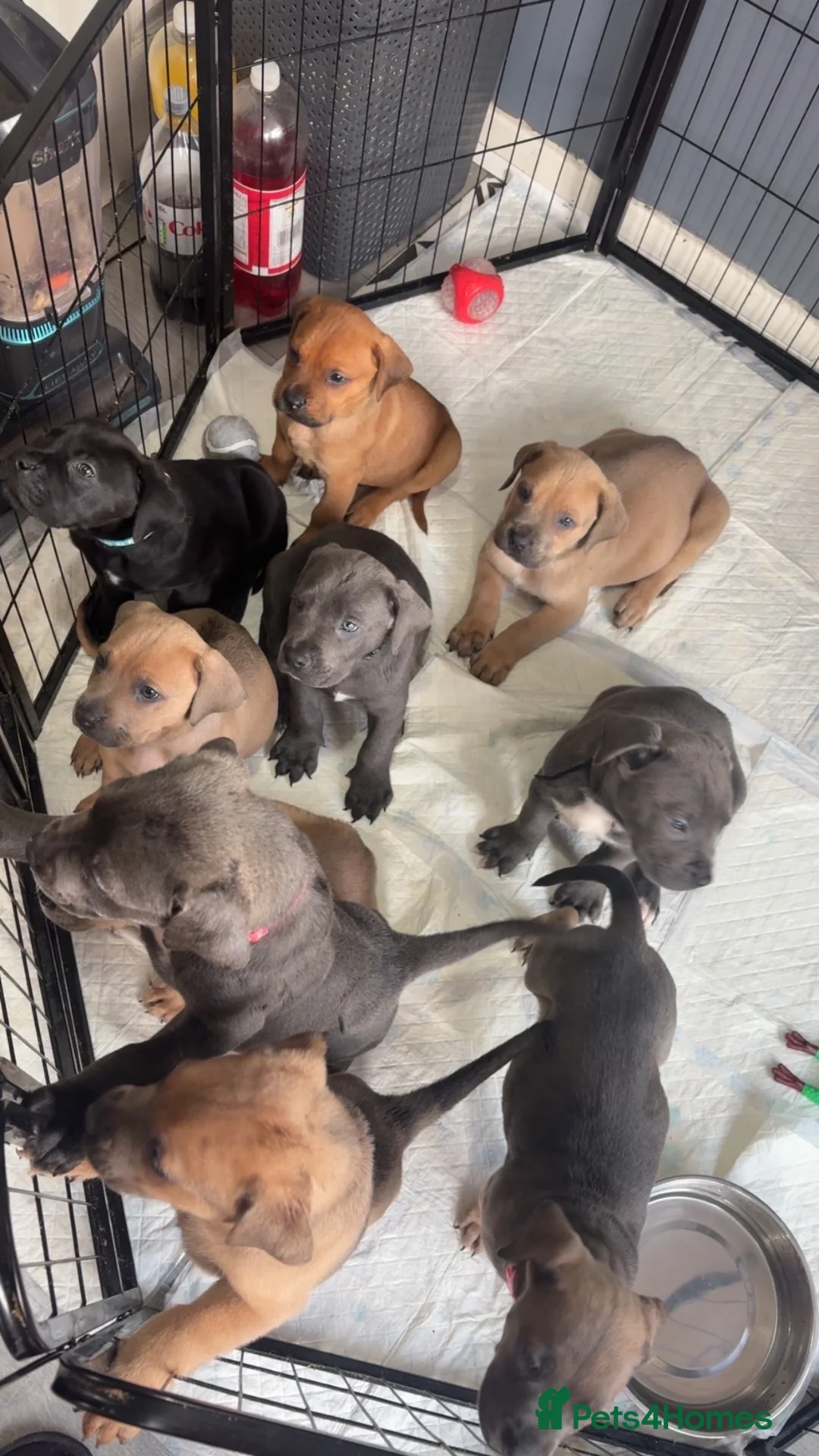 Mixed Breed dogs for sale: Cane corso X lab - Advert 2