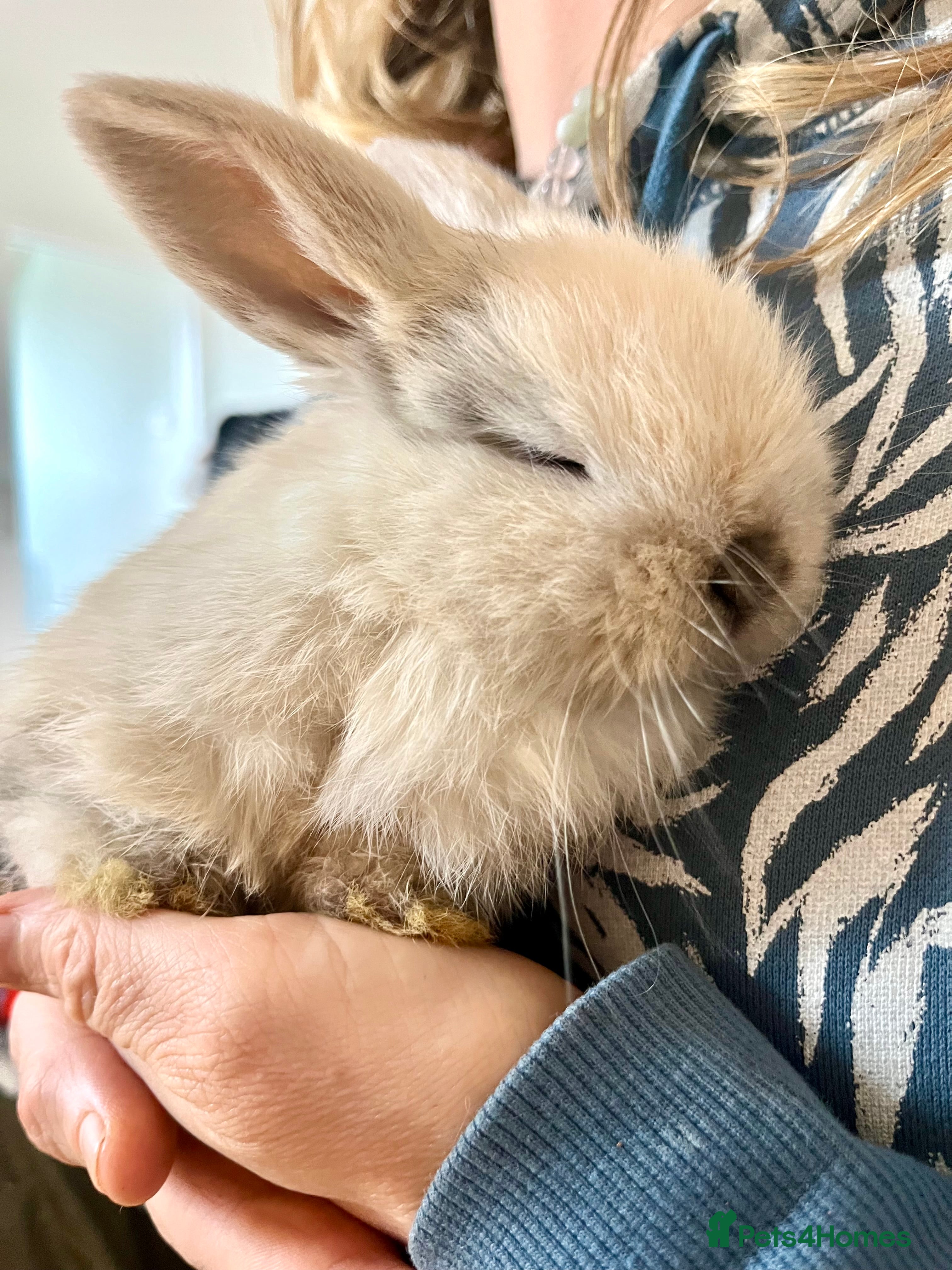 Mini Lop rabbits Cute mini baby lops for sale  in Buckfastleigh - Advert 1
