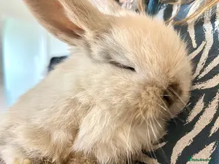 Mini Lop rabbits Cute mini baby lops for sale in Buckfastleigh - Advert 1
