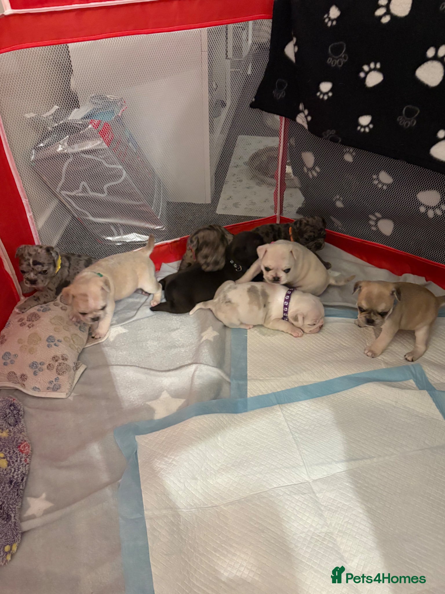 Frug dogs 🐶 Pug/French bulldog puppies 🐶 Rare markings - Advert 1