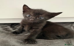 American Shorthair cats for sale: Kittens for sale boys and girls. - Image 12