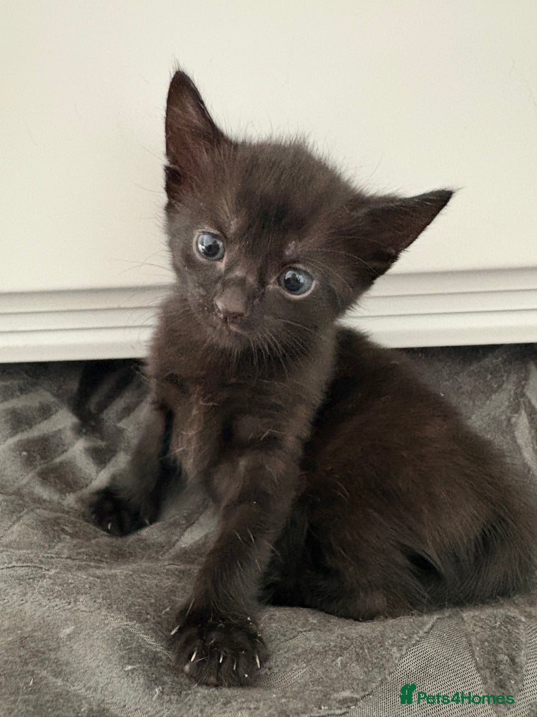 American Shorthair cats for sale: Kittens for sale boys and girls. - Image 12