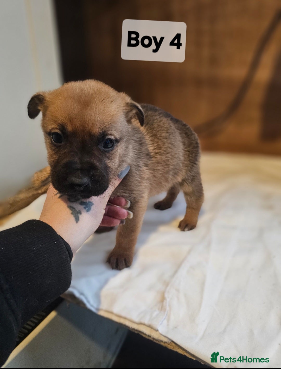 Mixed Breed dogs for sale: German shepard x rottweiler pups - Advert 12