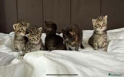 Mixed Breed cats for sale: Siberian x British Shorthair Kittens 💞 - Image 19