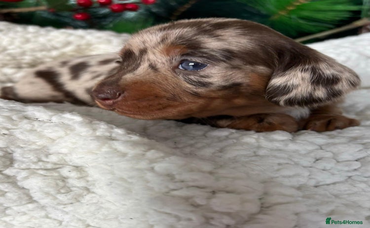 Miniature Dachshund dogs Pure bred Miniature Dachshund Puppies - Advert 3