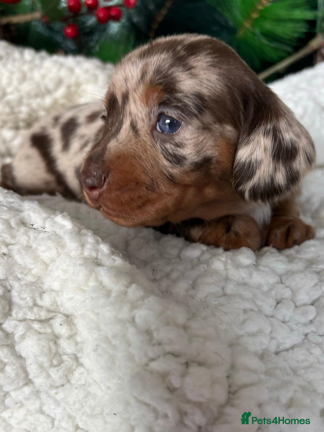 Miniature Dachshund dogs for sale: Pure bred Miniature Dachshund Puppies - Advert 1