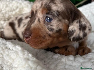 Miniature Dachshund dogs for sale: Pure bred Miniature Dachshund Puppies - Advert 1