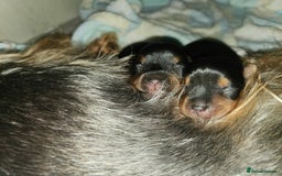 Yorkshire Terrier dogs for sale: Yorkshire terrier (miniature) - Image 12