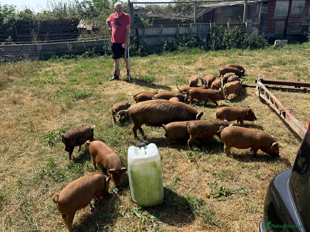 Pig livestock for sale: Kune Kune X Juliana - Advert 1