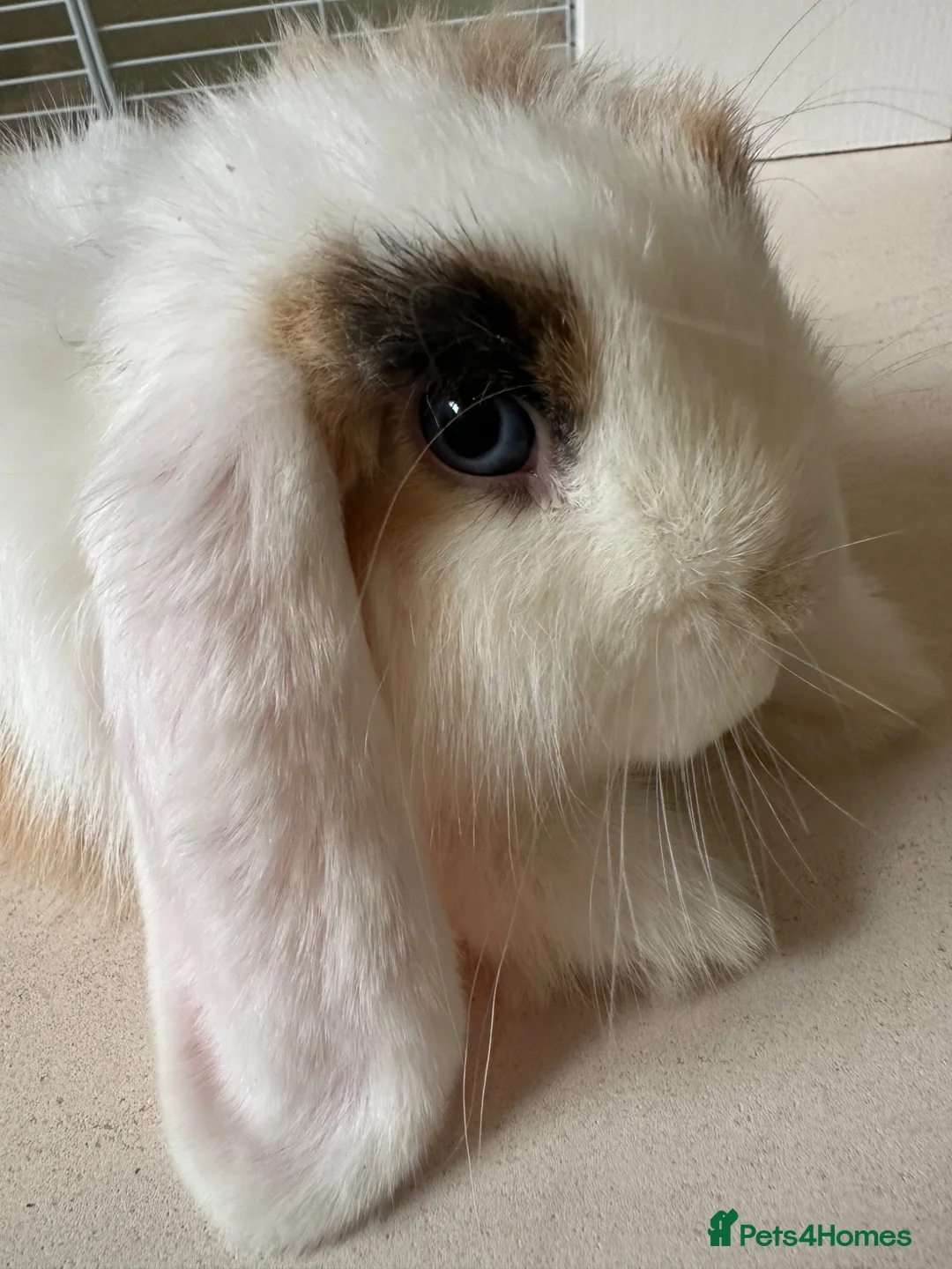Mini Lop rabbits for sale: Spayed mini lop looking for forever home - Advert 2