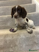 Sprocker dogs - Advert 3