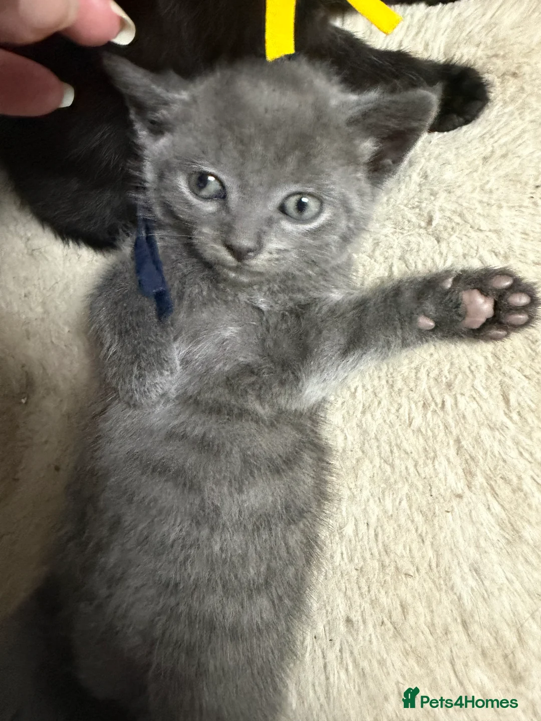 Mixed Breed cats for sale: 3 lovely boy kittens ready to leave 19/6 - Advert 4