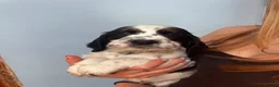 English Springer Spaniel dogs for sale: Show Bred English Springers  - Advert 10